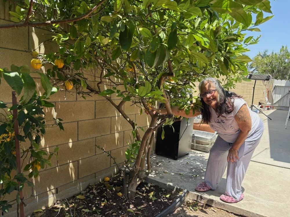Resident enjoying outdoor gardening activities with lemon tree in facility courtyard